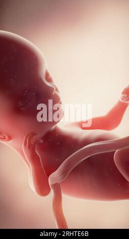 Foetus at week 14, illustration Stock Photo