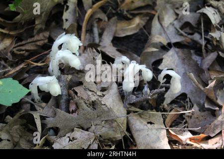 Ghost pipe flowers at Camp Ground Road Woods in Des Plaines, Illinois Stock Photo