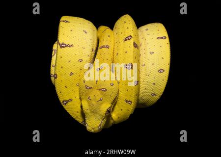 Juvenile Australian Green Tree Python Stock Photo