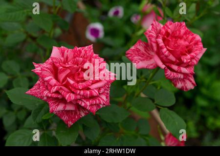 Beautiful flowers of roses in greenhouse. Vintage home garden and planting objects, botanical still life with summer and spring plants Stock Photo