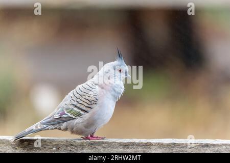 A solitary Crested Pigeon is perched, in profile, on an old wooden fence rail in the outback town of Bourke in New South Wales in Australia. Stock Photo