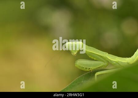 Mantis pose on green leaf. Stock Photo
