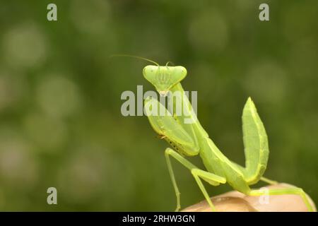 Mantis pose. Close up. Macro Stock Photo