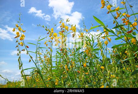 Shrubs of Vivid Yellow Crotalaria Juncea or Sunn Hemp Blossoming against Sunny Blue Sky Stock Photo