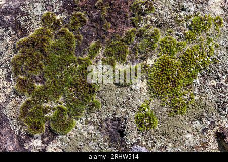 Moss and Lichen growing on sandstone rock Stock Photo