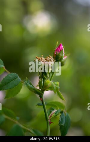 closeup of beautiful red rose bud  in a garden Stock Photo