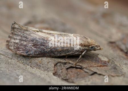 Detailed closeup on the greater wax or honeycomb moth, Galleria mellonella a pest for honey-bee cultures Stock Photo