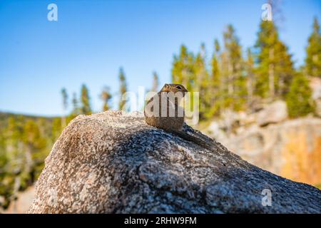 chipmunk sitting on rock in the forest of the rocky mountains Stock Photo