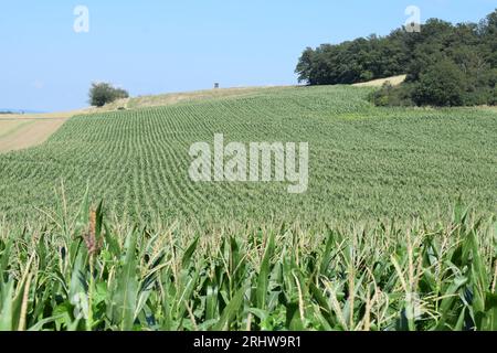 corn field in summer Stock Photo