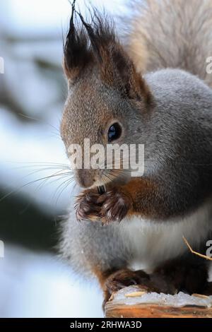 European red squirrel Stock Photo