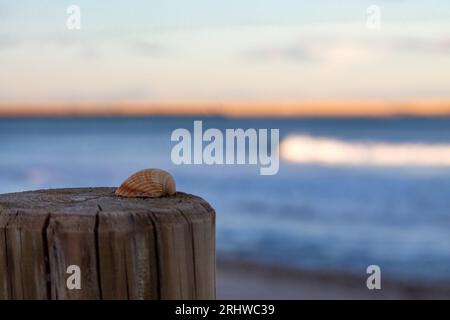 Bokeh on the beach during sunset from seashell on wooden stump Stock Photo