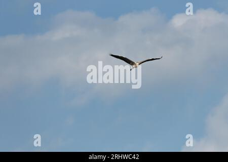 Ardea cinerea flying (grey heron) flying with of clouds and blue sky over the swamp of Beniarrs, Spain Stock Photo