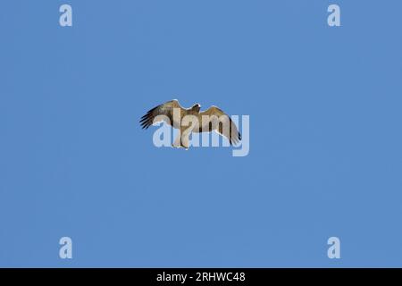 Short-toed eagle (Circaetus gallicus) suspended in the sky looking for prey to eat in the blue sky of the Sierra de Mariola, Alcoy, Spain Stock Photo