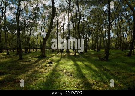 Sunlight filters through the branches of deciduous woodland creating long shadows on the forest floor on Stanton Moor in the Peak District, UK Stock Photo