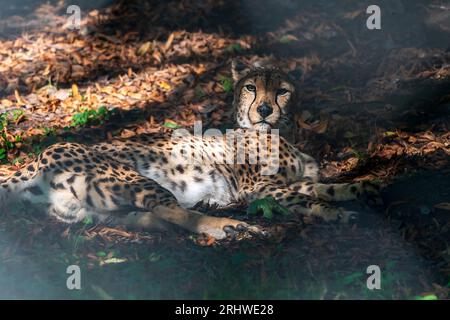 Cheetah lounging in the dappled evening sunshine. Stock Photo