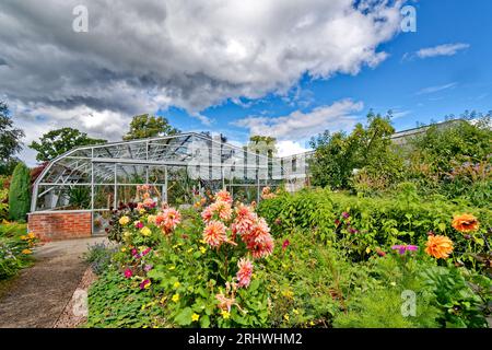 Inverness Botanic Gardens Dahlia flowers outside the Cactus House in summer Stock Photo