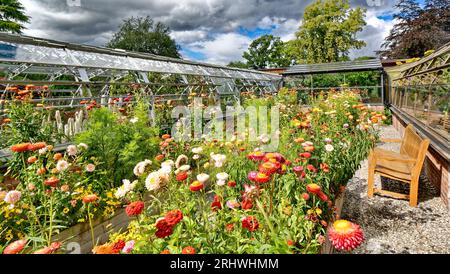 Inverness Botanic Gardens Everlasting flowers Helichrysum outside the Cactus House in summer Stock Photo