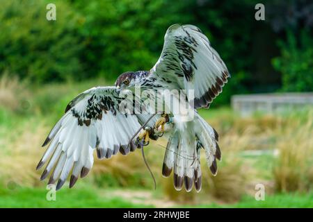 African hawk eagle (Hieraaetus spilogaster) Stock Photo