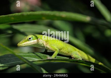 Green anole (Anolis carolinensis) - Hall County, Georgia. A green anole sits on the slender leaf of a plant waiting for an unsuspecting insect. Stock Photo