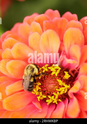Common eastern bumble bee (Bombus impatiens) - Hall County, Georgia. A bumble bee gathers nectar from the colorful bloom of a zinnia. Stock Photo