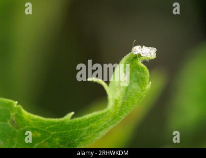 A lace bug sits on the end of the slender leaf of a plant. Stock Photo