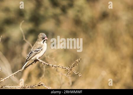 A Scaly-Feathered Weaver, Sporopipes squamifrons, in the Kalahari dry grasslands Stock Photo