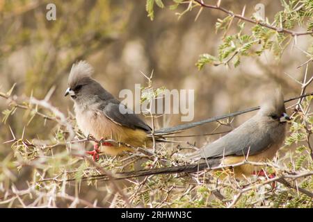 Two white-Backed Mousebirds, Colius colius, in a small thornbush in the Kgalagadi National Park, South Africa. Stock Photo