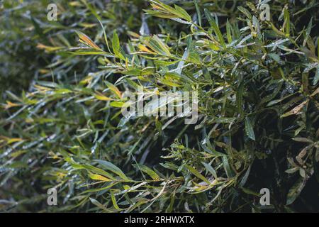 Close up green willow leaves with dew in park concept photo. Stock Photo
