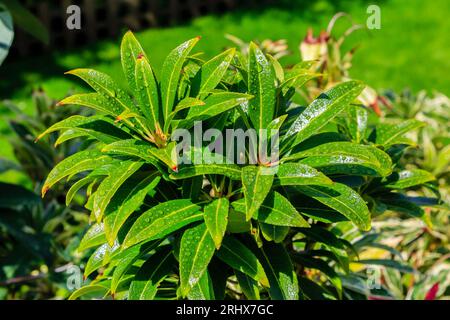 Close up on sunlit  green Pieris leaves cover in rain water droplets Stock Photo