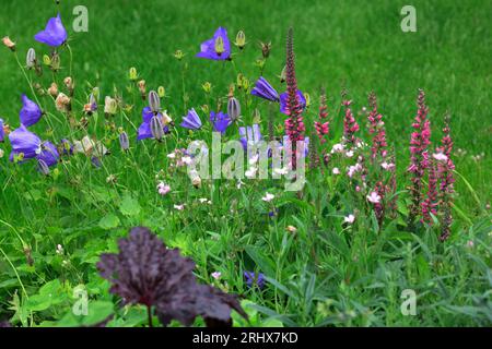 Beautiful Blue Campanula and  Red Veronica Spicata  flowers growing in a flower boarder Stock Photo