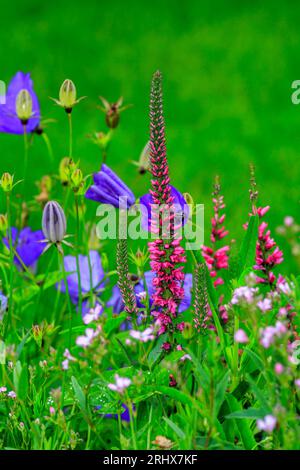 BeautifulRed Veronica Spicata  flowers and Blue Campanula and  growing in a flower boarder Stock Photo
