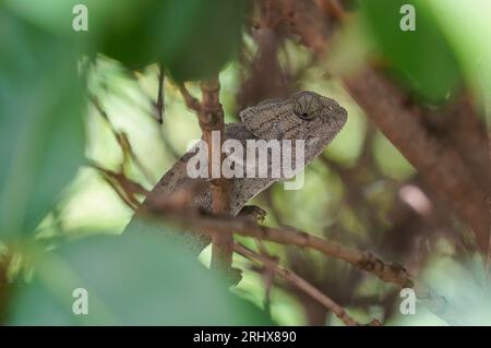 Common chameleon or Mediterranean chameleon (Chamaeleo chamaeleon in a bush, Andalusia, Spain. Stock Photo