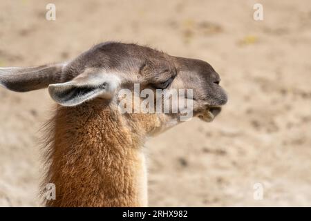 Guanaco (Lama guanicoe) head in the sun on a sandy background Stock Photo