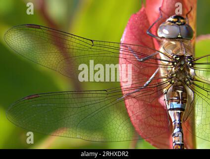 Close up of the left pair of wings of a perching emperor dragonfly Stock Photo