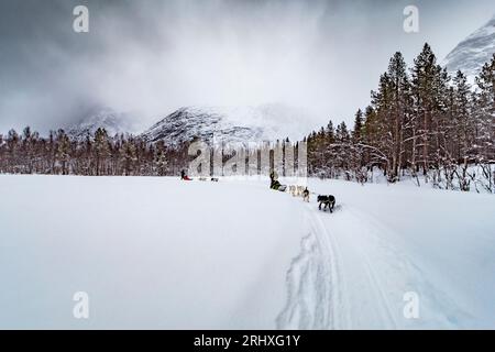 Anonymous males in warm clothes while walking with pack of domesticated dogs and sled on Lapland snowy terrain and trees covered with frost Stock Photo
