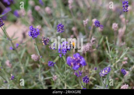 Bumble Bee sucking nectar from lavender on a summers day Stock Photo