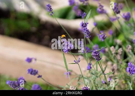 Bumble Bee sucking nectar from lavender on a summers day Stock Photo