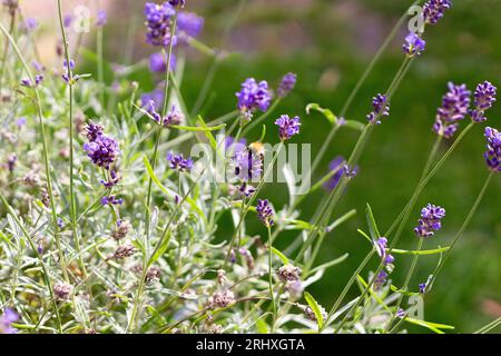 Bumble Bee sucking nectar from lavender on a summers day Stock Photo