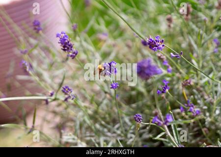 Bumble Bee sucking nectar from lavender on a summers day Stock Photo