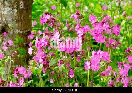 Red Campion (silene dioica), close up of a mass of the pink flowers growing in an open patch of woodland where the sun can reach. Stock Photo