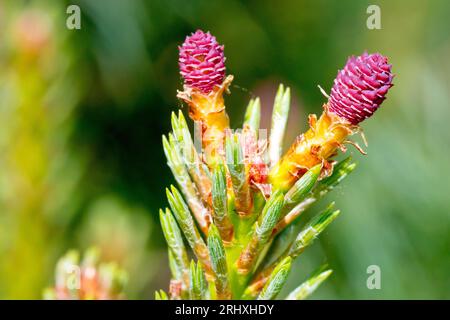 Scot's Pine (pinus sylvestris), close up of the small pink female flowers of the common evergreen tree. Stock Photo