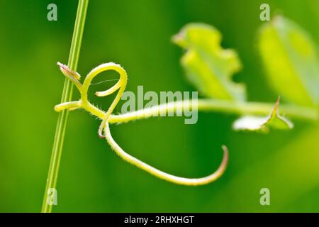 Close up of the tendrils at the end of a branch of Common Vetch (vicia sativa) tightly clasping a grass stem in order to support the plant as it grows Stock Photo