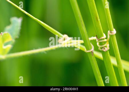 Close up of the tendrils at the end of a branch of Common Vetch (vicia sativa) clasping three grass stems in order to support the plant as it grows. Stock Photo