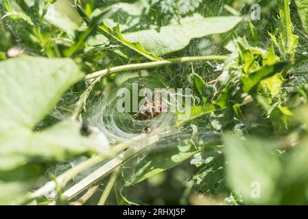 Labyrinth Spider (Agelena labyrinthica) in its web Stock Photo