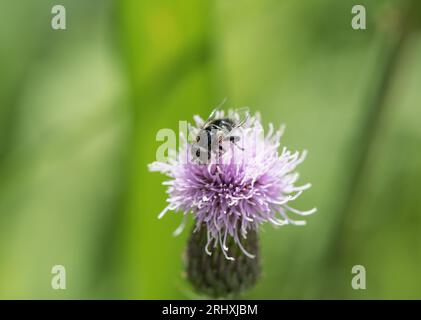 Spotty-Eyed Hoverfly (Eristalinus sepulchralis) feeding on a thistle flower Stock Photo