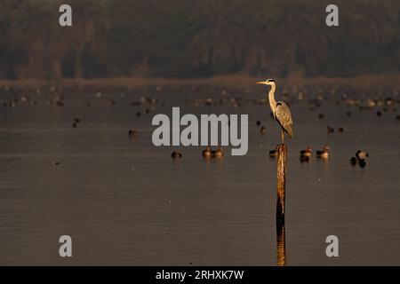 A Grey Heron sitting on a pole Stock Photo