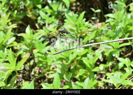 Side view of a Green Marsh Hawk dragonfly (Orthetrum Sabina) sitting on a dry stem in a lawn area Stock Photo