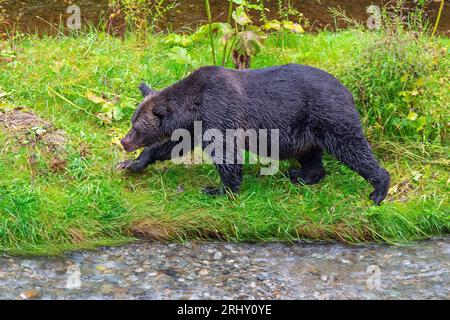 Grizzly Bear (Ursus arctos horribilis) on riverbank of Fish Creek, Tongass national forest, Alaska, USA. Stock Photo