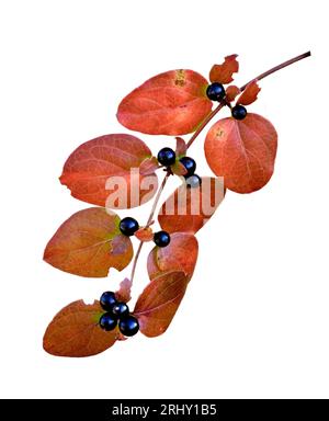 Japanese honeysuckle (lonicera japonica) black berries in fall and winter season isolated on white background.  An invasive climbing vine with fragran Stock Photo