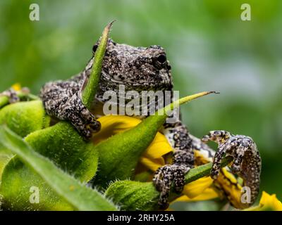 Grey Tree Frog posing in the garden Stock Photo